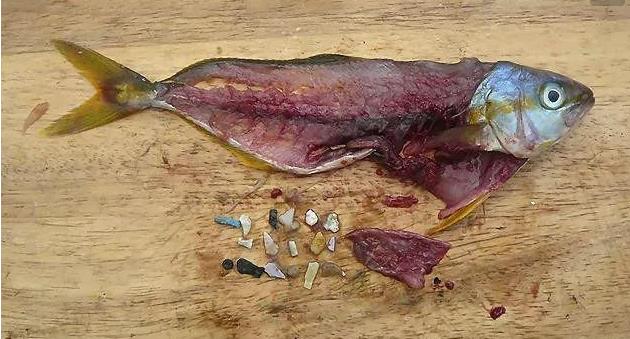 震驚！首次確認(rèn)：人體已被微塑料污染！